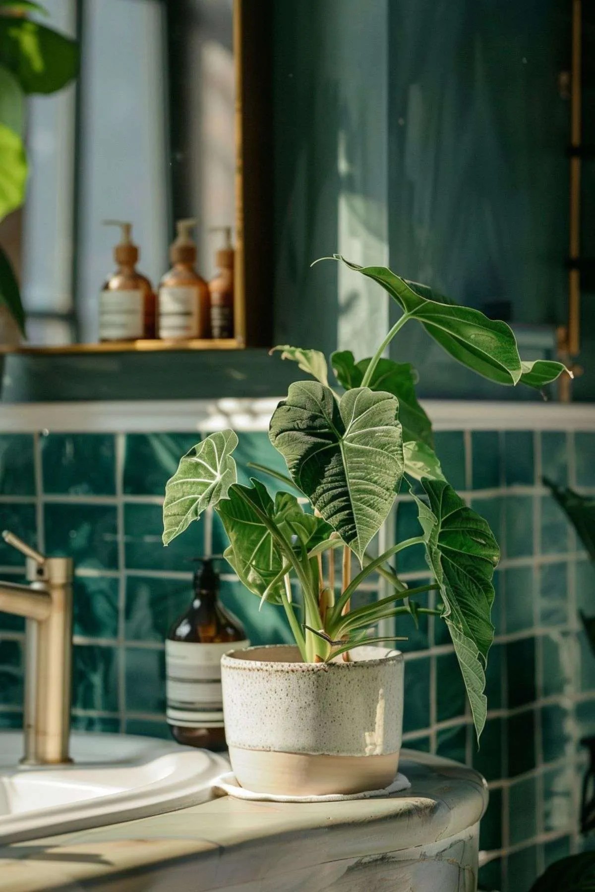 Alocasia Plants in Interior Design: Adding Tropical Vibes to Your Home Decor