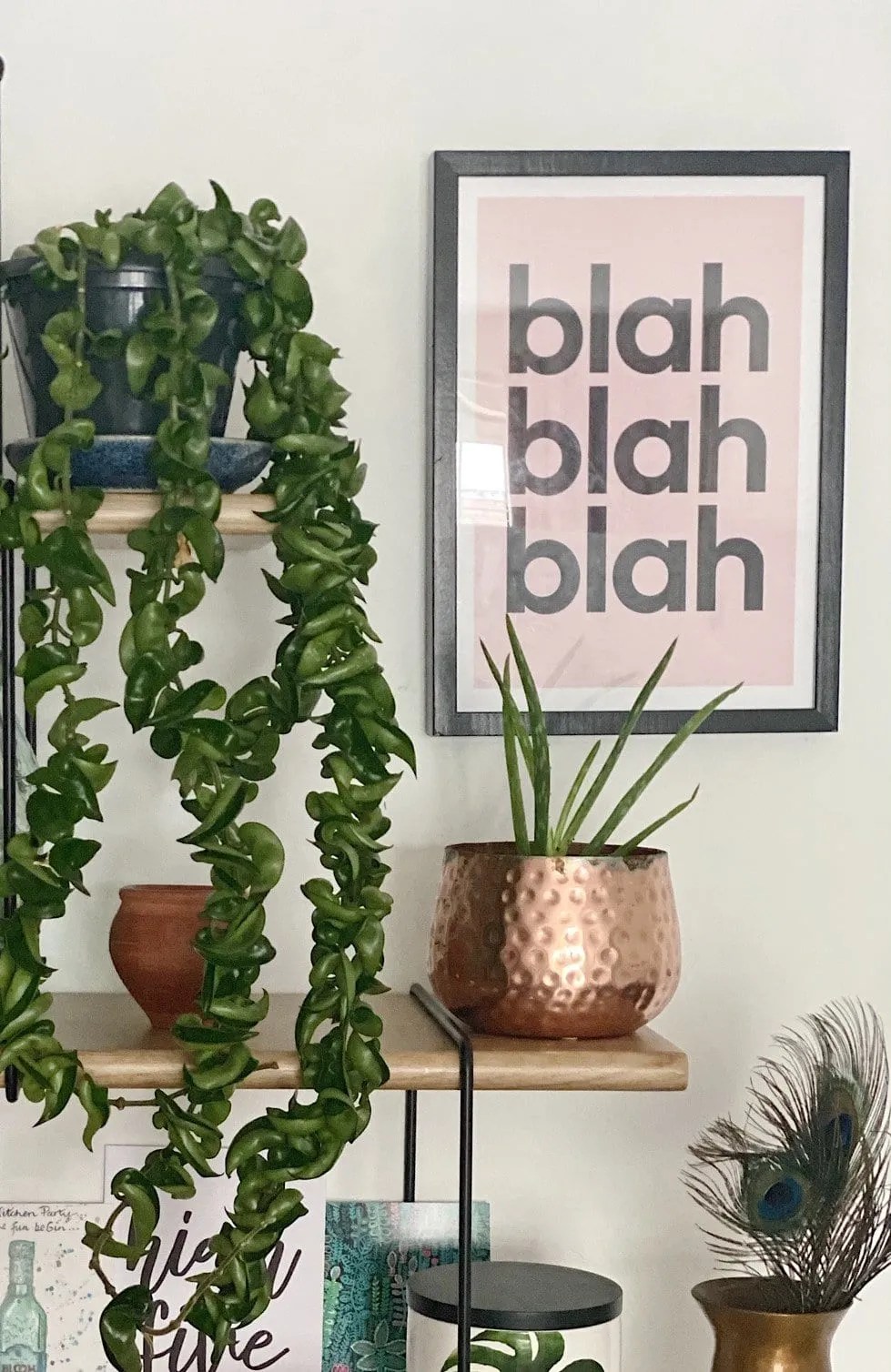 a lipstick plant and an aloe vera on a shelf