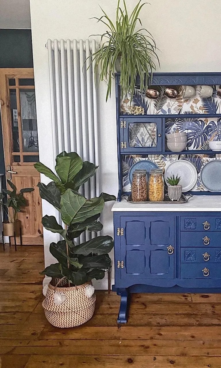 a fiddle leaf fig plant in a kitchen with a dark blue upcycled welsh dresser. A spider plant sits on top of the welsh dresser