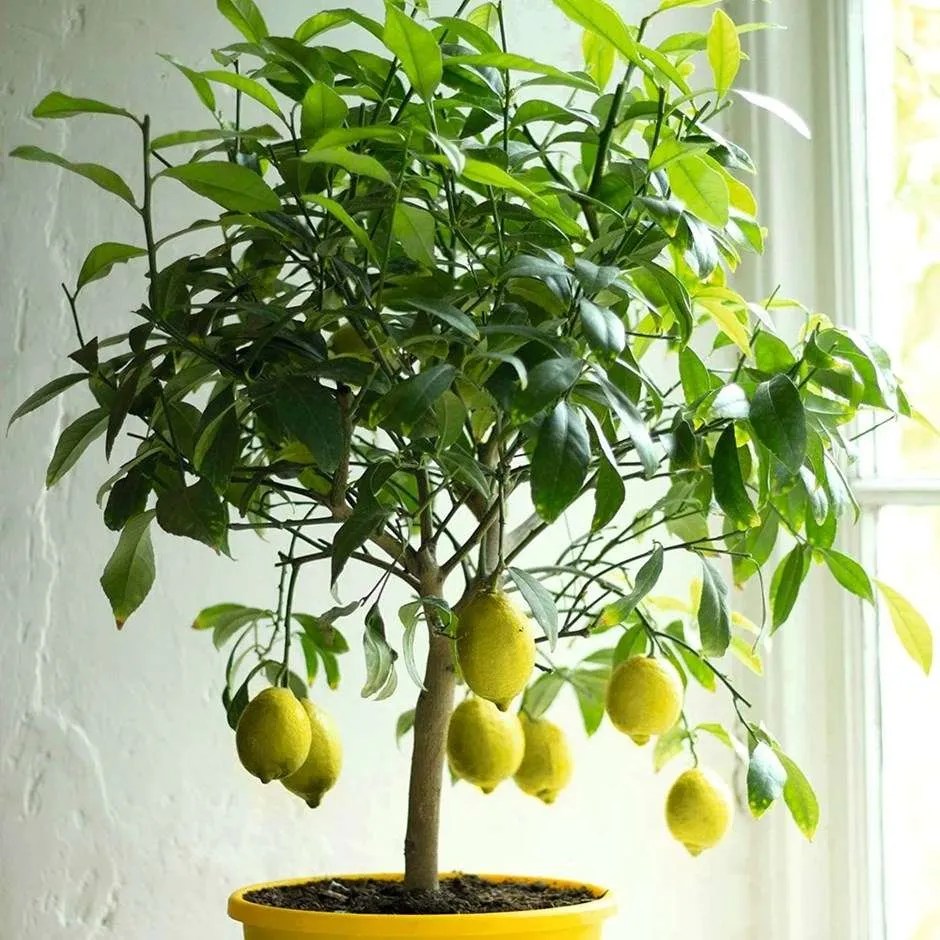 a lemon tree in a conservatory