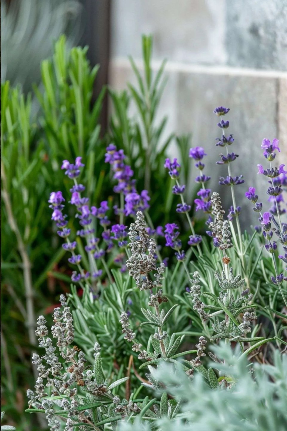 lavender and rosemary in a garden