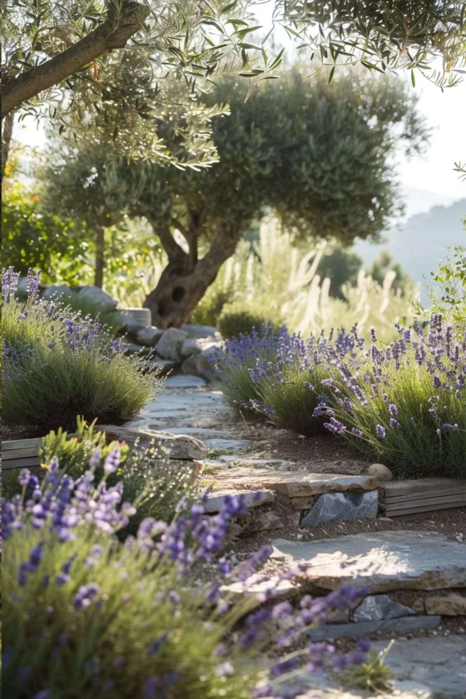 lavender growing around a stone path with an olive tree at the top of the hill