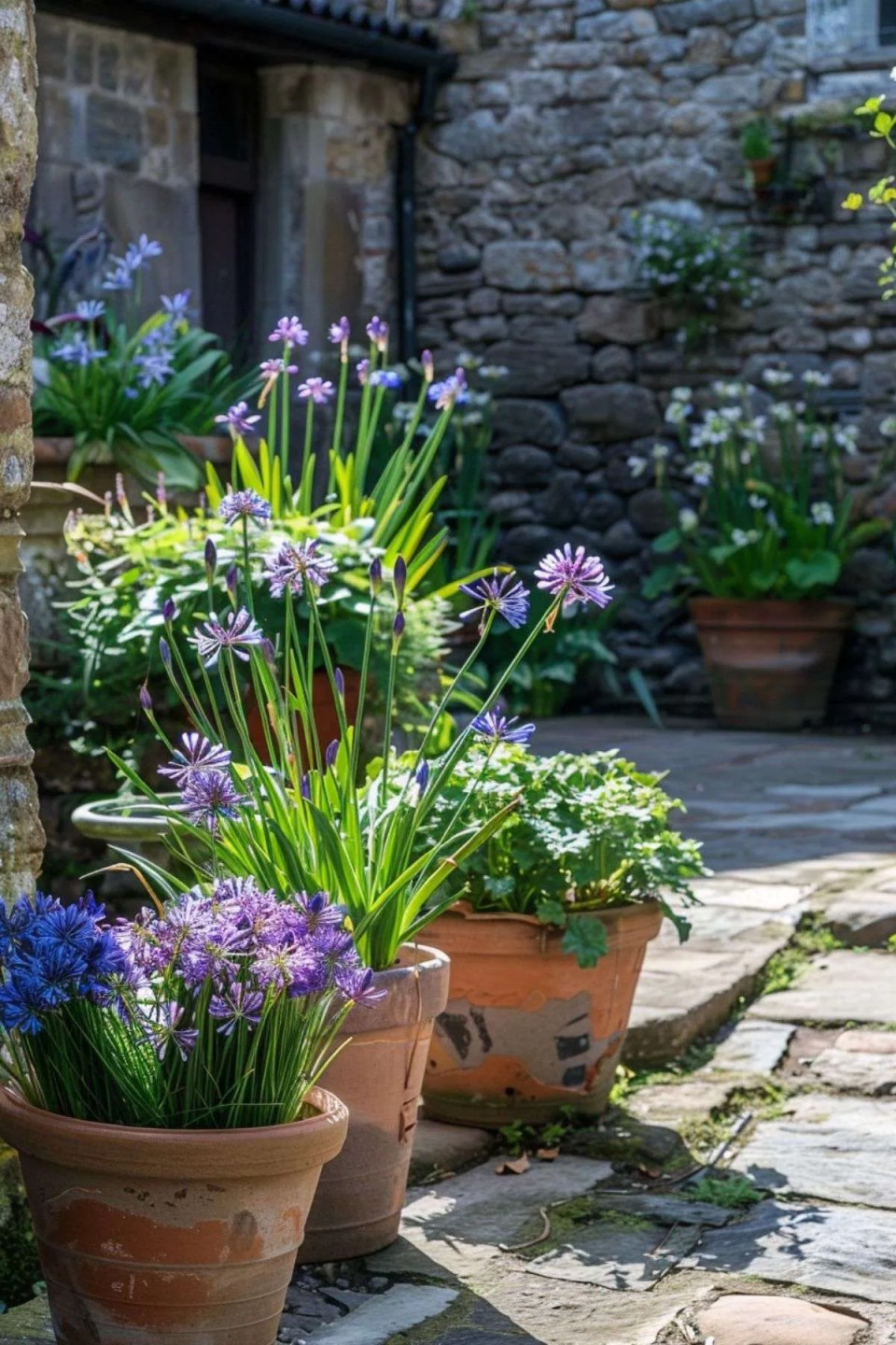 hibiscus and agapanthus plants in terracotta pots in a garden with a stone wall
