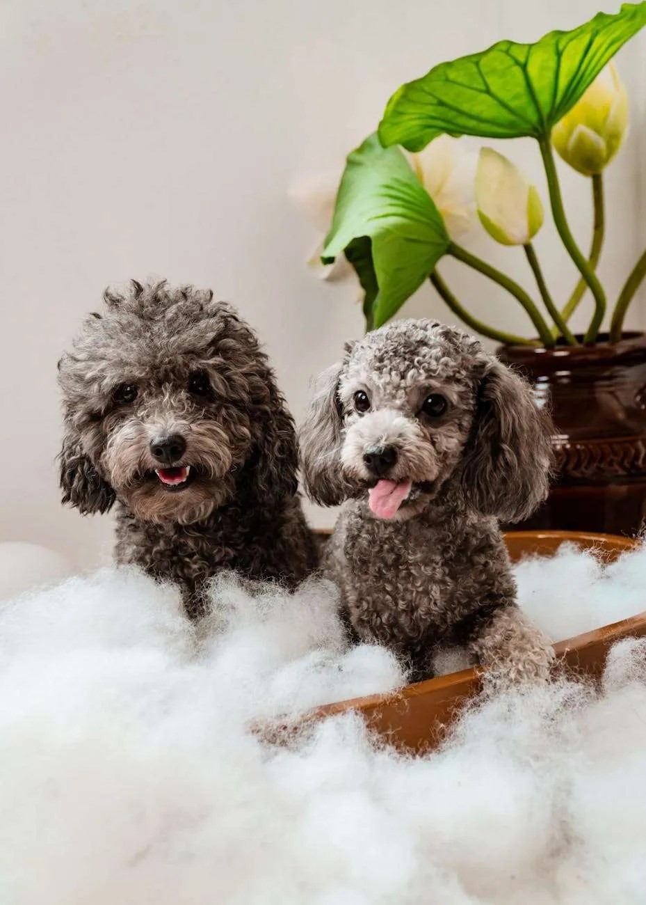 How to Keep Carpets Clean With Pets in the Home