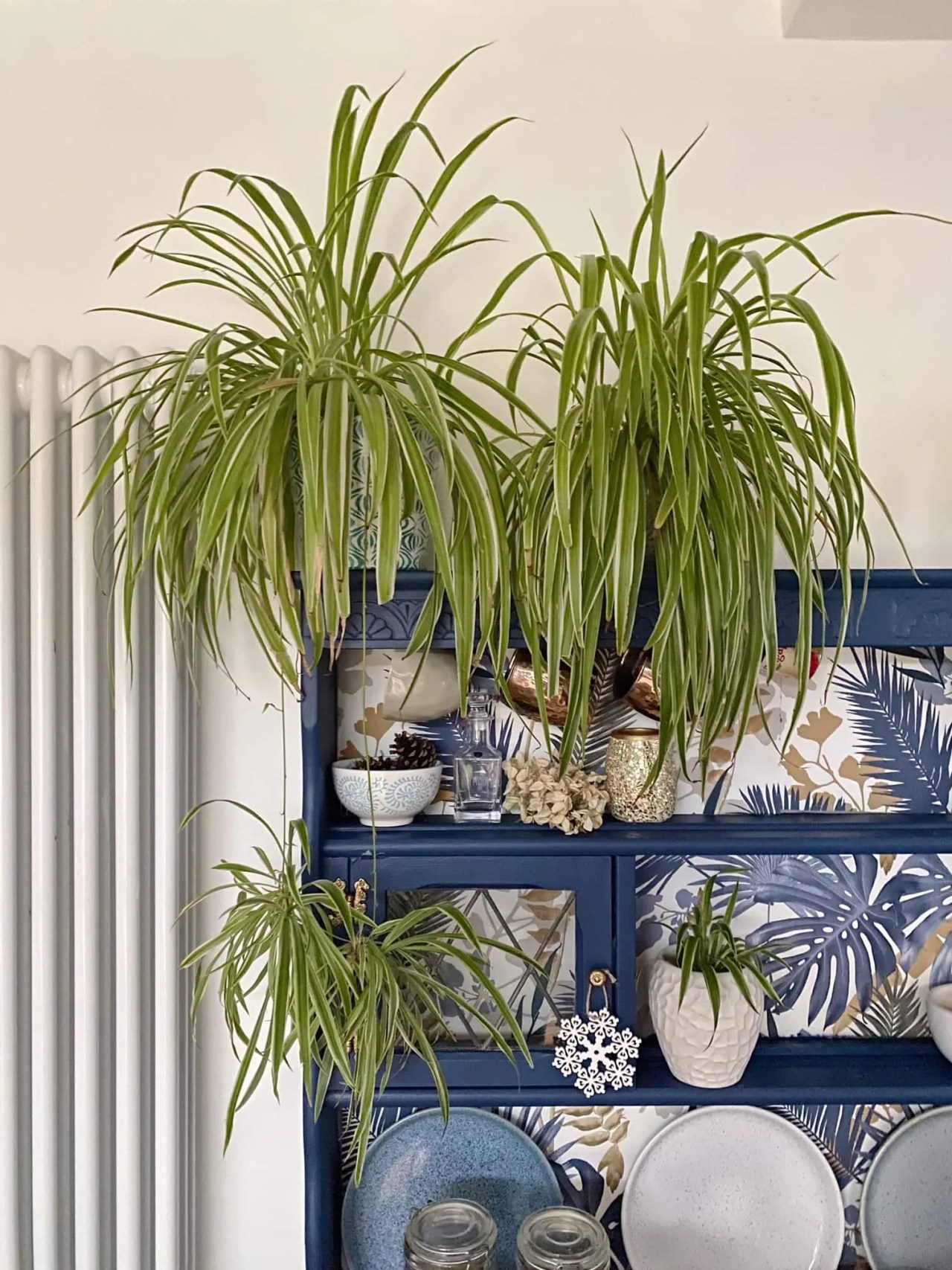 two spider plants sitting on top of a painted welsh dresser